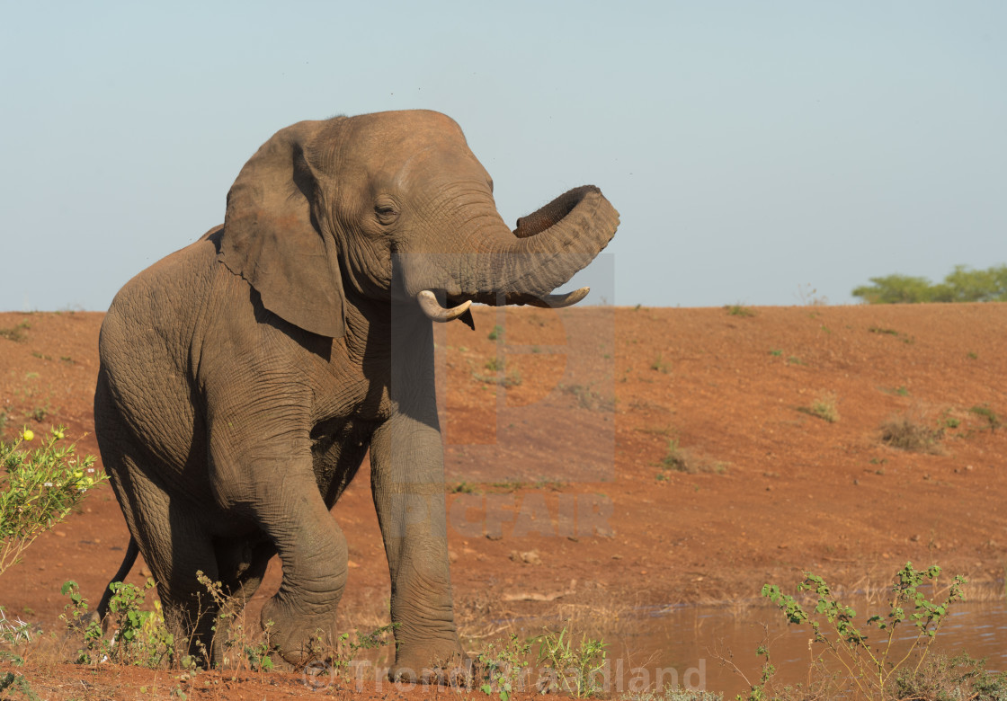 "African bush elephant" stock image