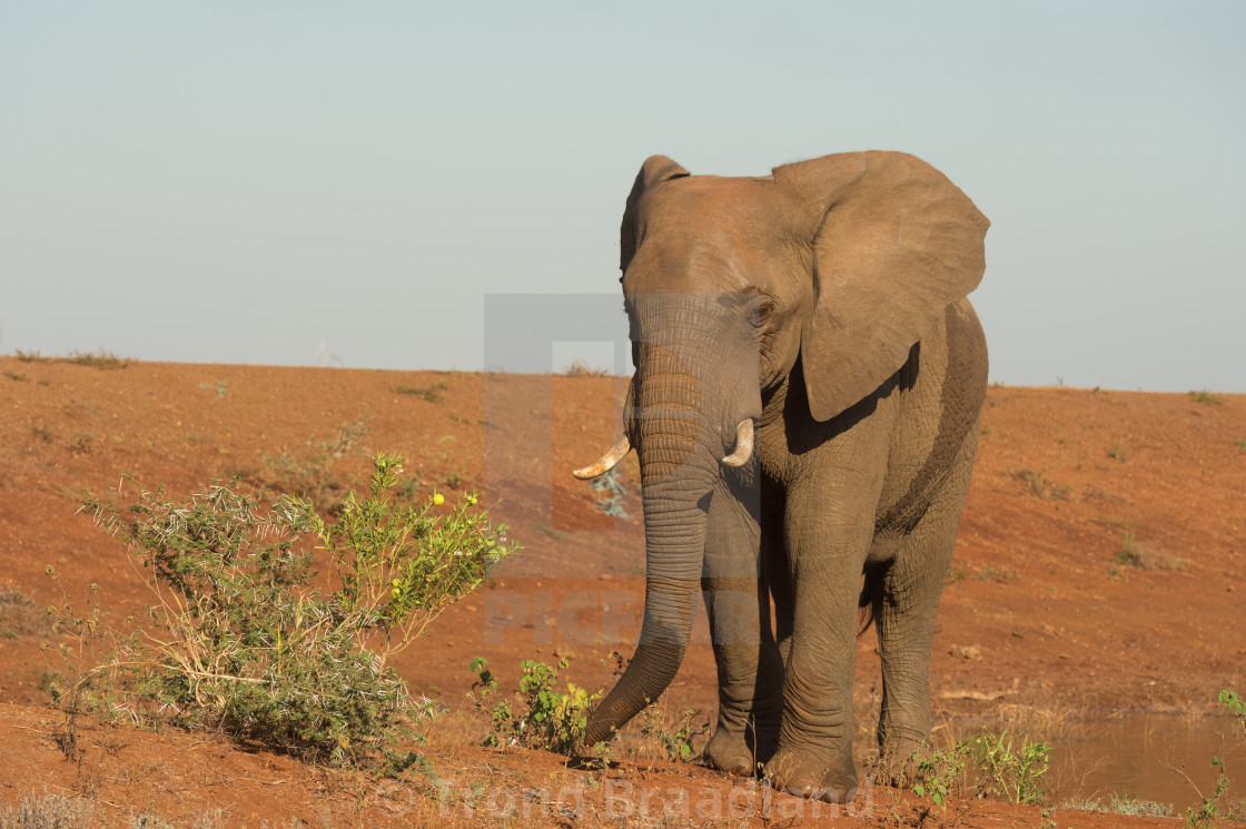 "African bush elephant" stock image