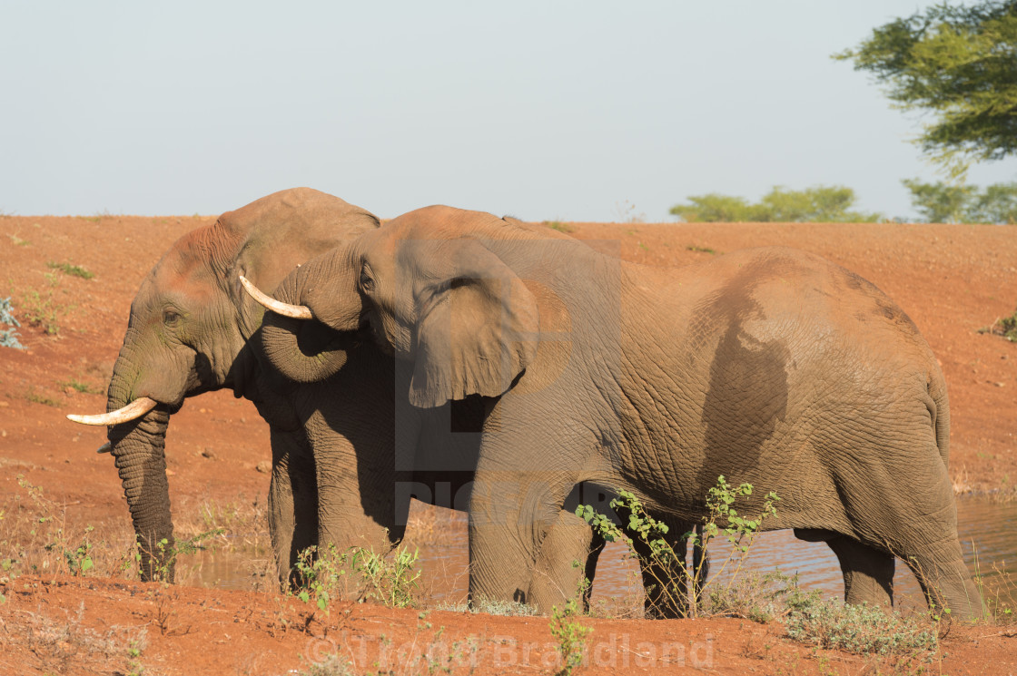 "African bush elephants" stock image