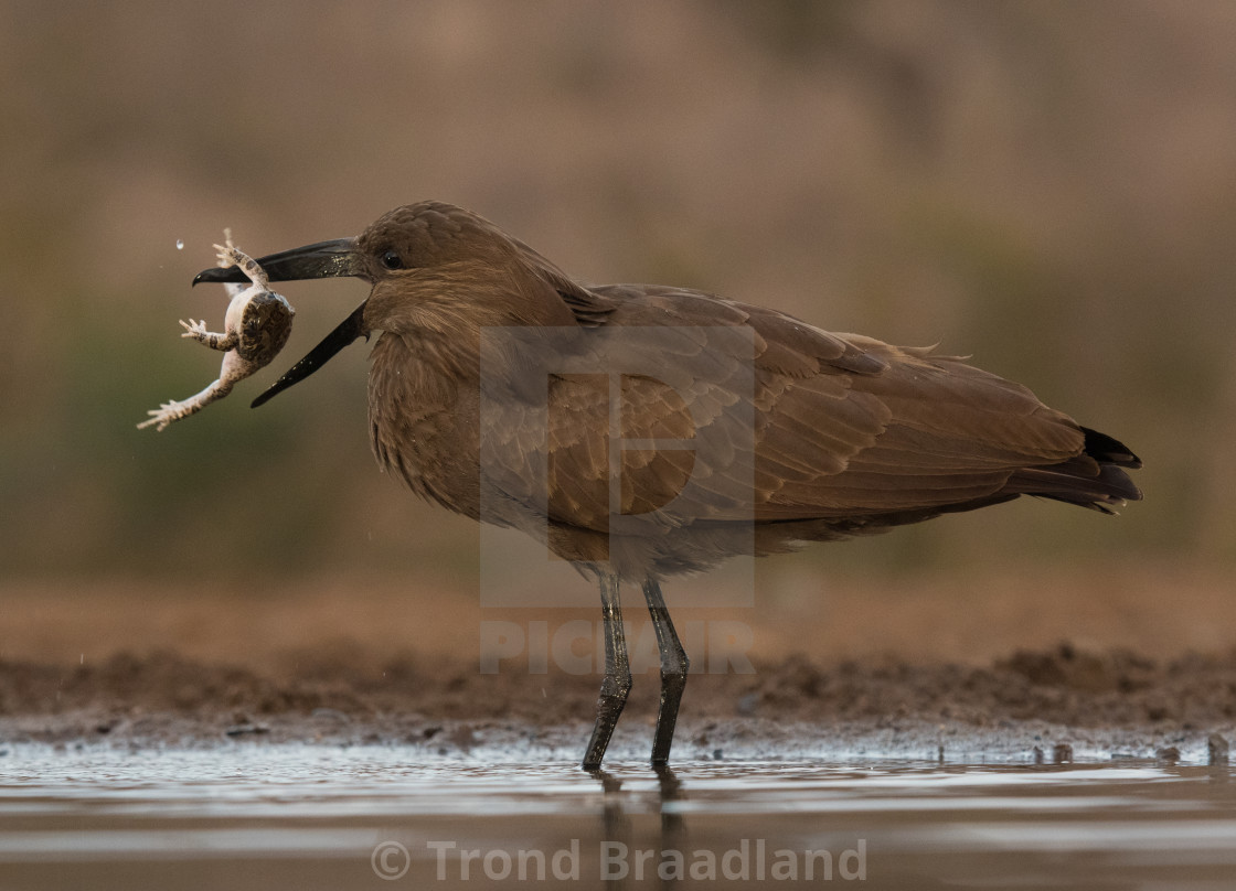 "Hamerkop with prey" stock image