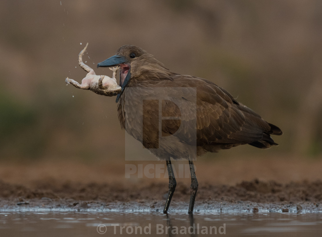 "Hamerkop with prey" stock image