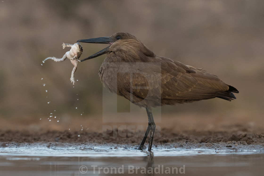 "Hamerkop with prey" stock image