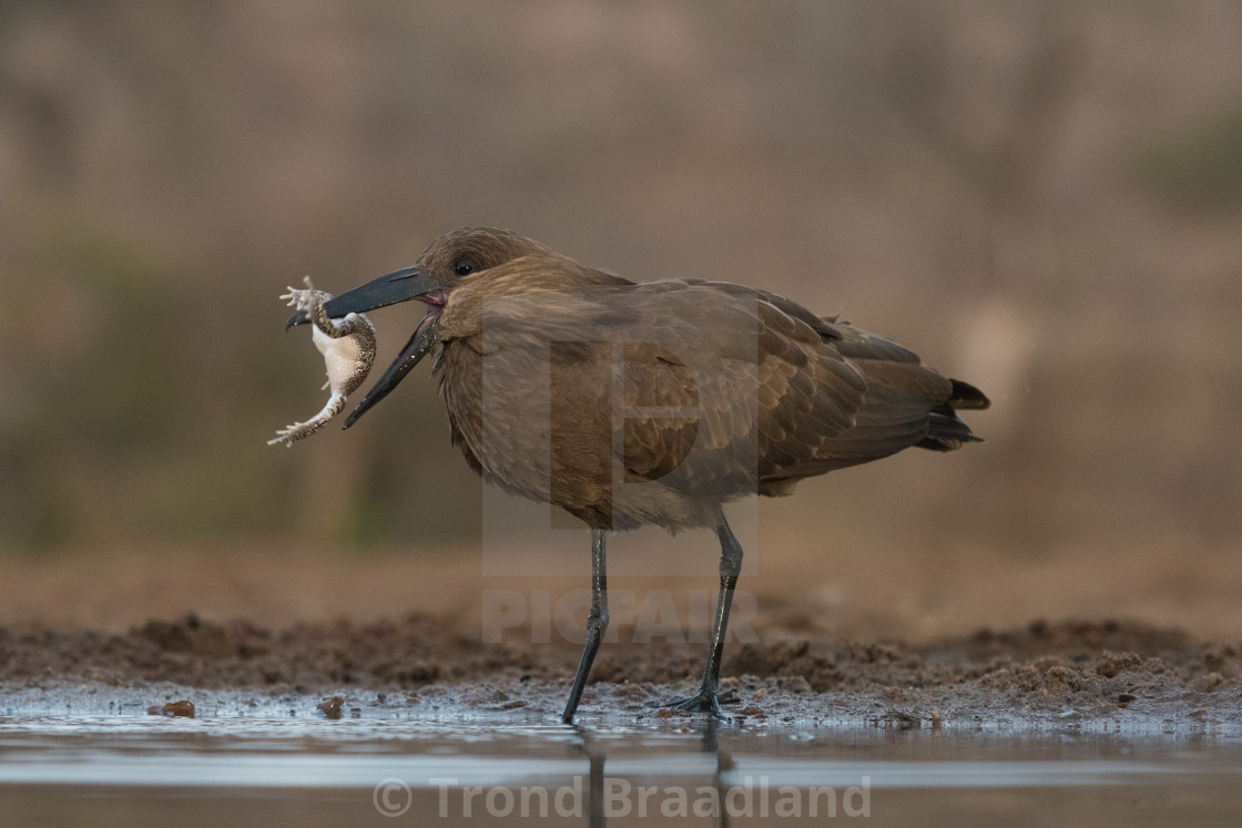 "Hamerkop with prey" stock image