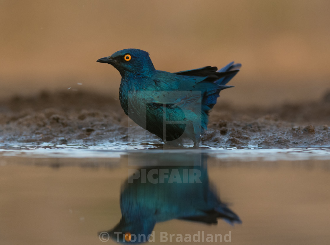 "Cape glossy starling" stock image