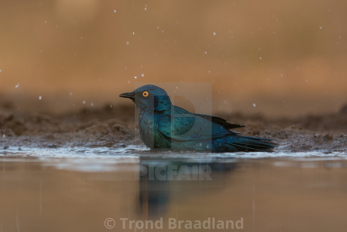 "Cape glossy starling" stock image