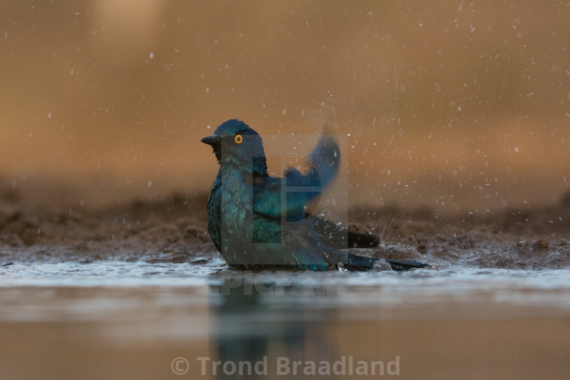 "Cape glossy starling" stock image