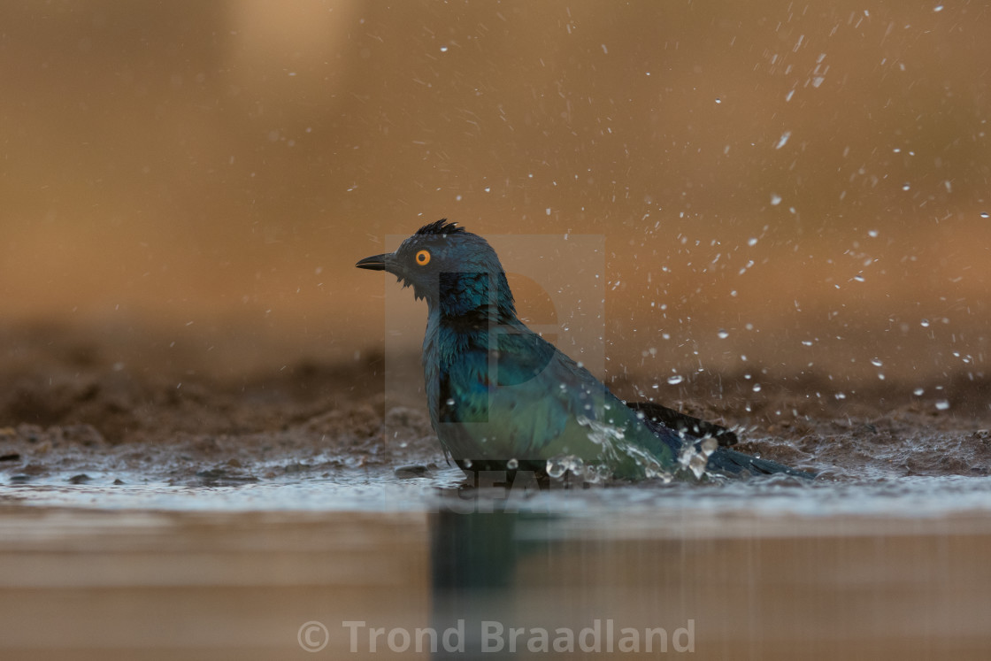 "Cape glossy starling" stock image