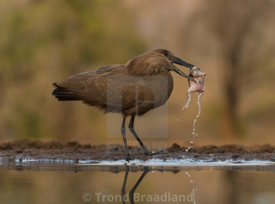 "Hamerkop with prey" stock image