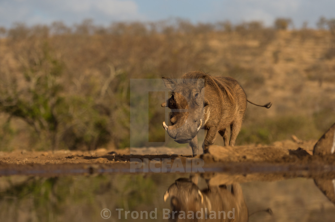 "Common warthog" stock image