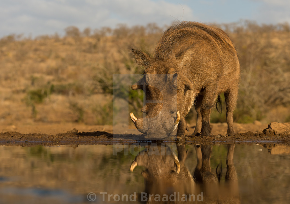 "Common warthog" stock image