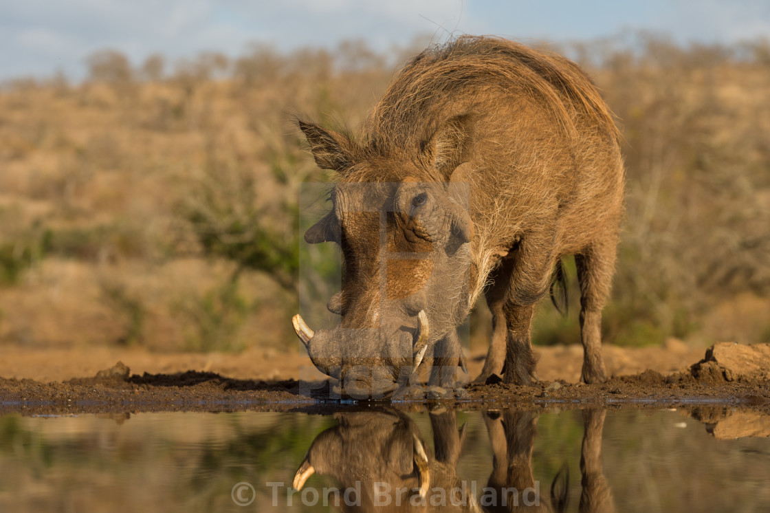 "Common warthog" stock image