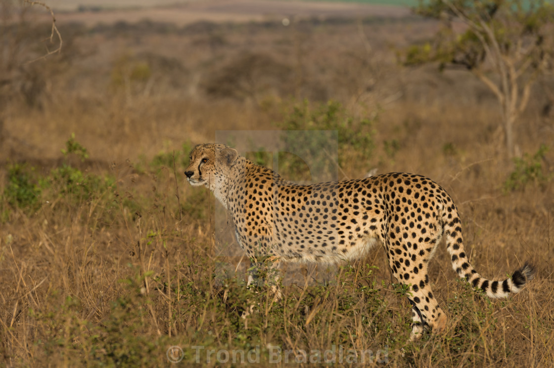 "Cheetah" stock image