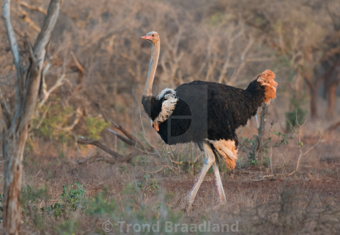 "Common ostrich" stock image