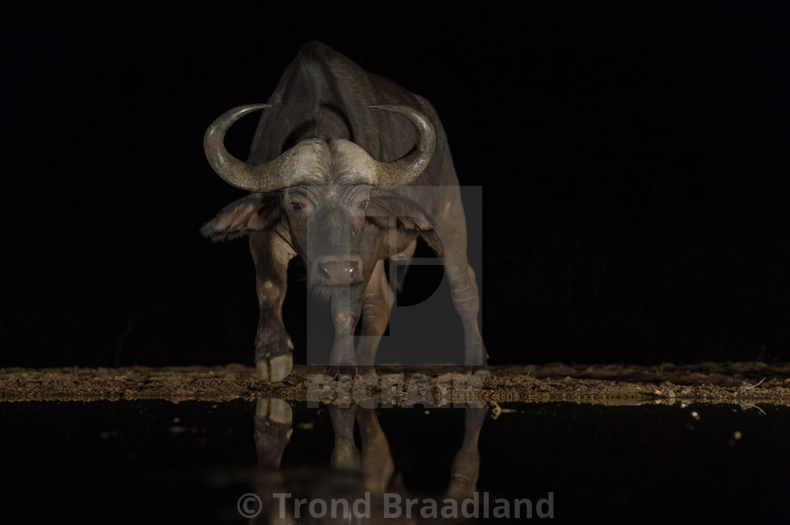 "African buffalo" stock image