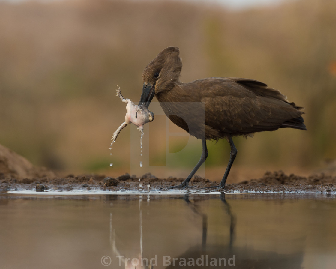 "Hamerkop with prey" stock image