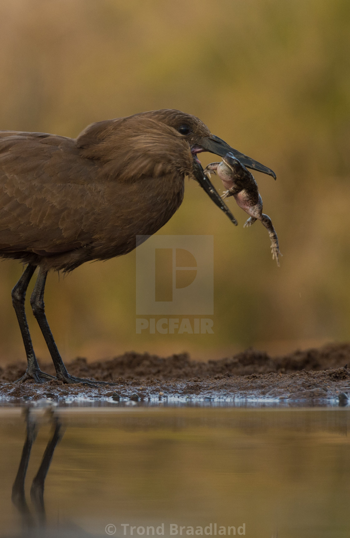 "Hamerkop with prey" stock image