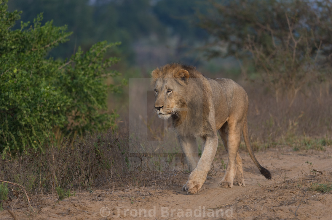 "Lion male" stock image