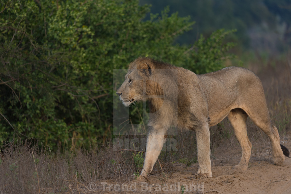 "Lion male" stock image