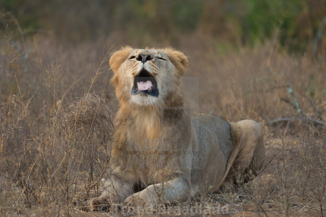 "Lion yawning" stock image