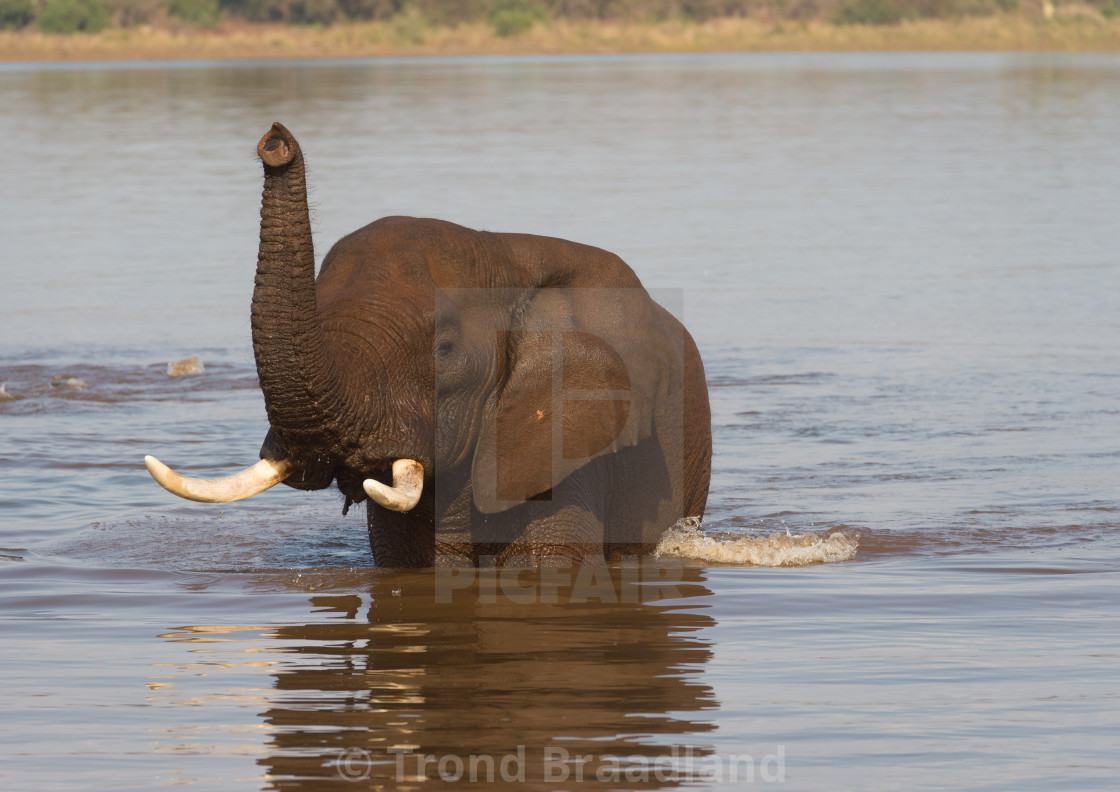 "African bush elephant" stock image