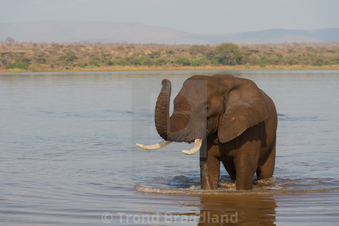 "African bush elephant" stock image