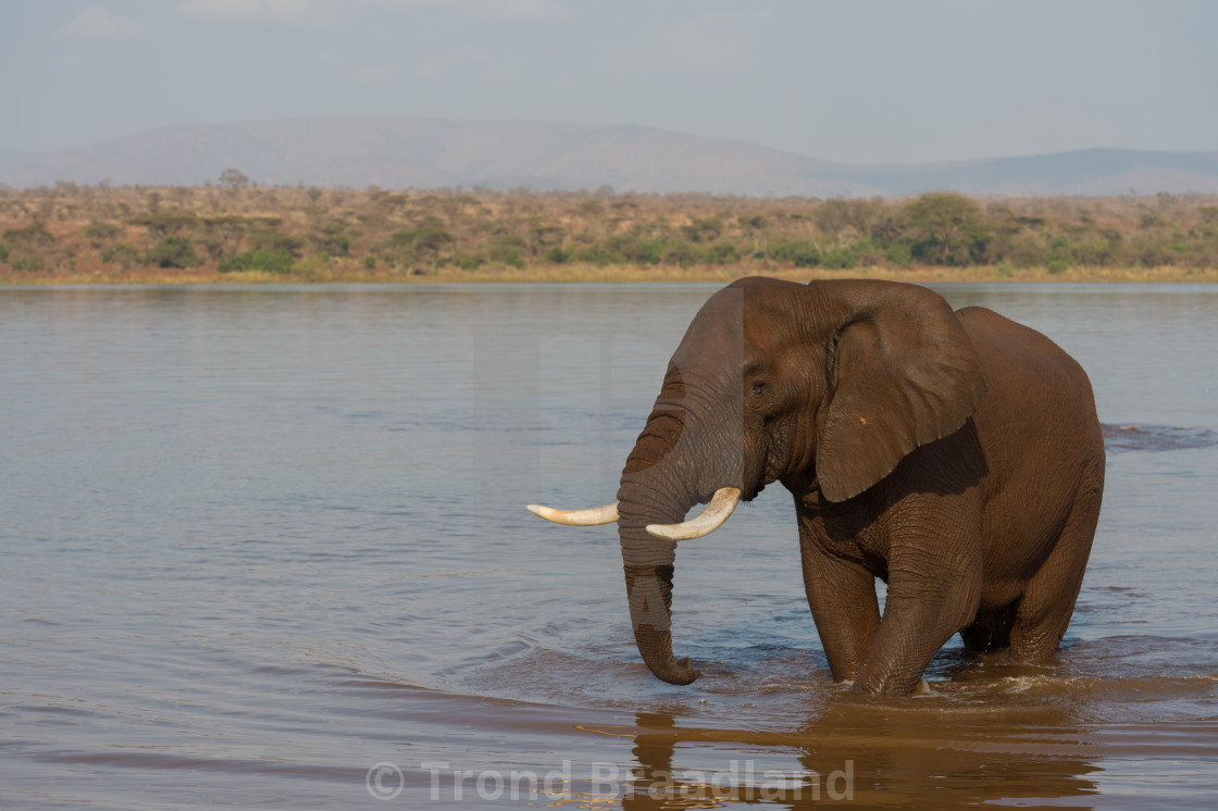 "African bush elephant" stock image