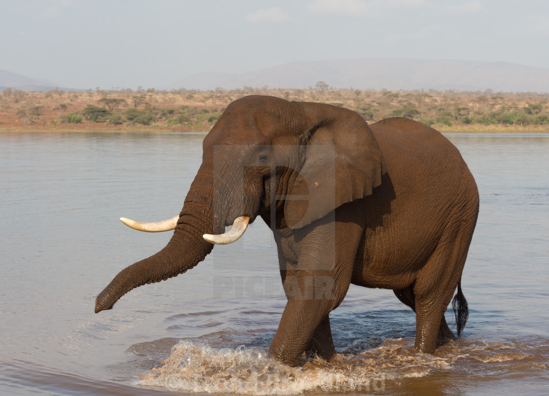 "African bush elephant" stock image