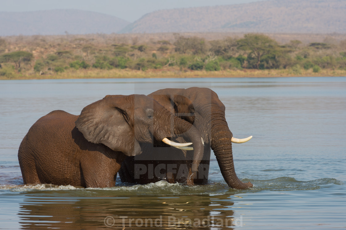 "African bush elephants" stock image