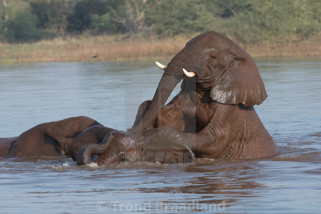 "African bush elephants" stock image