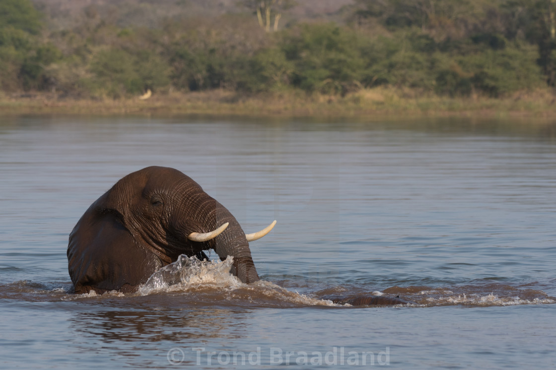 "African bush elephant" stock image