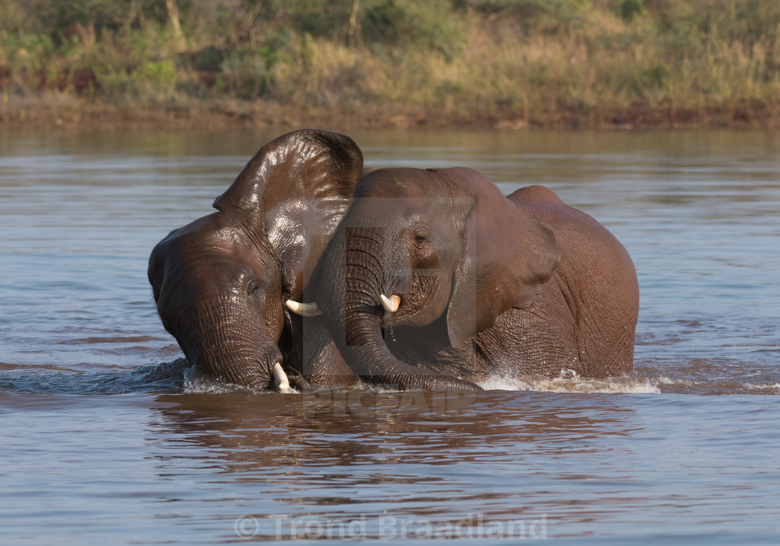 "African bush elephants" stock image