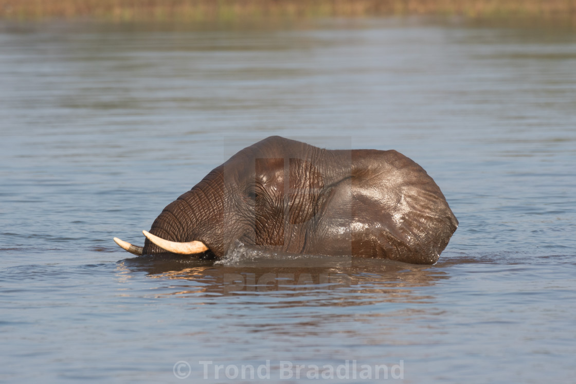 "African bush elephant" stock image