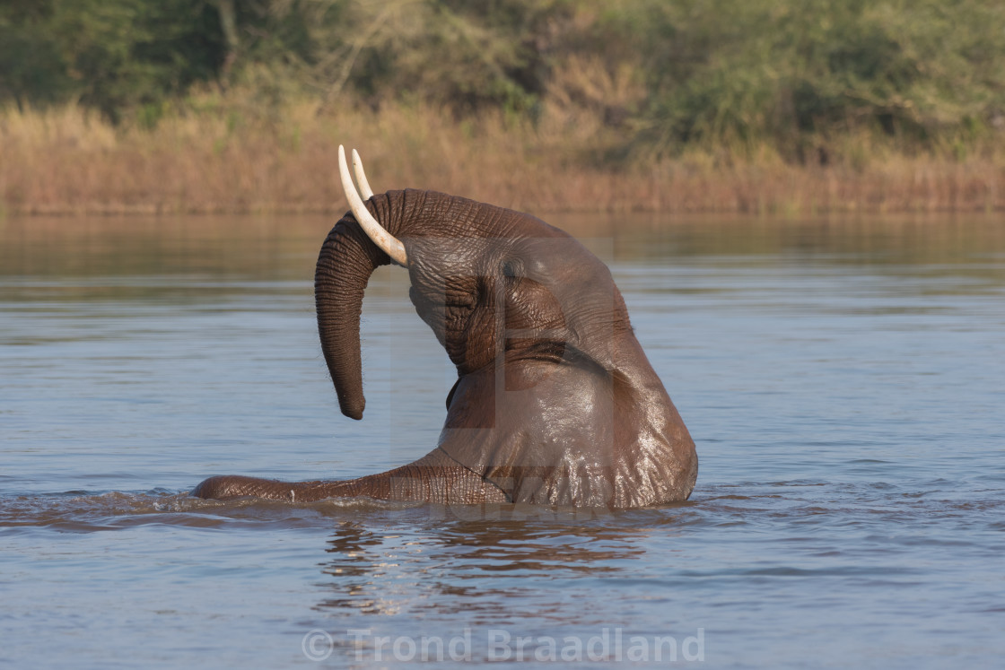 "African bush elephant" stock image