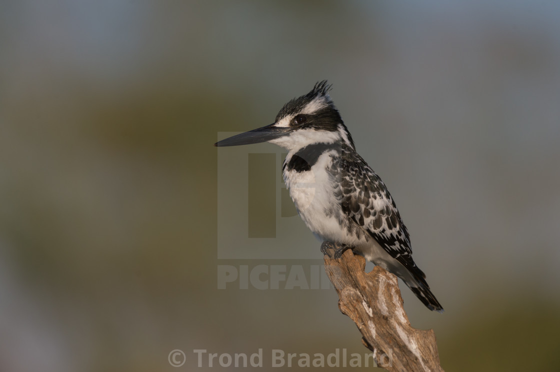 "Pied kingfisher female" stock image