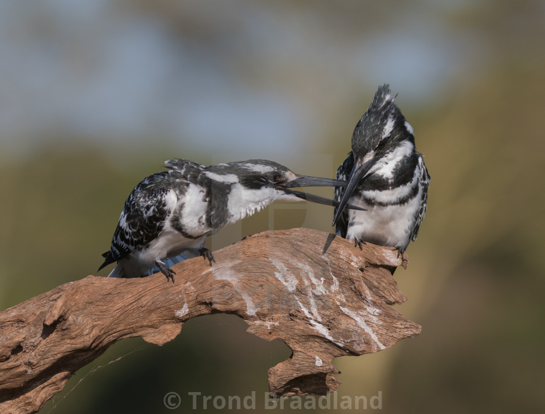 "Pied kingfisher males" stock image