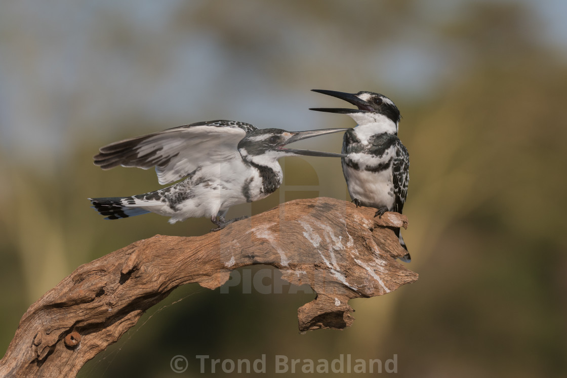 "Pied kingfisher males" stock image