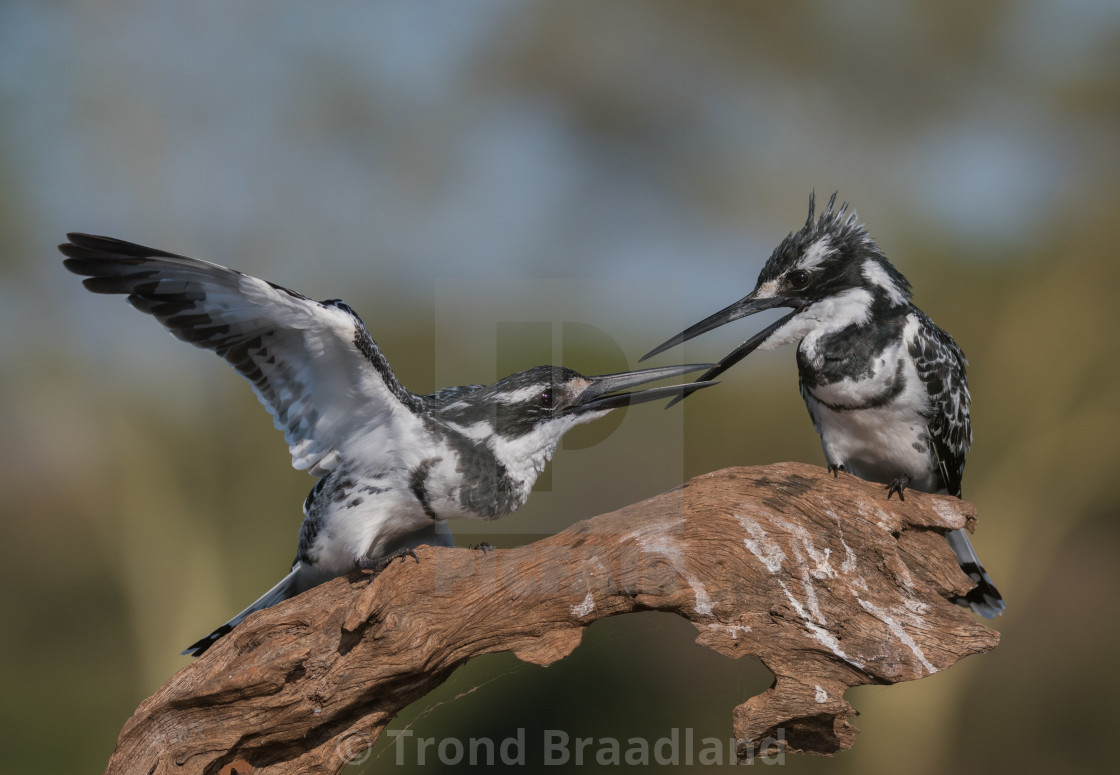 "Pied kingfisher males" stock image