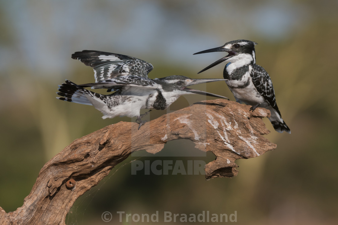 "Pied kingfisher males" stock image