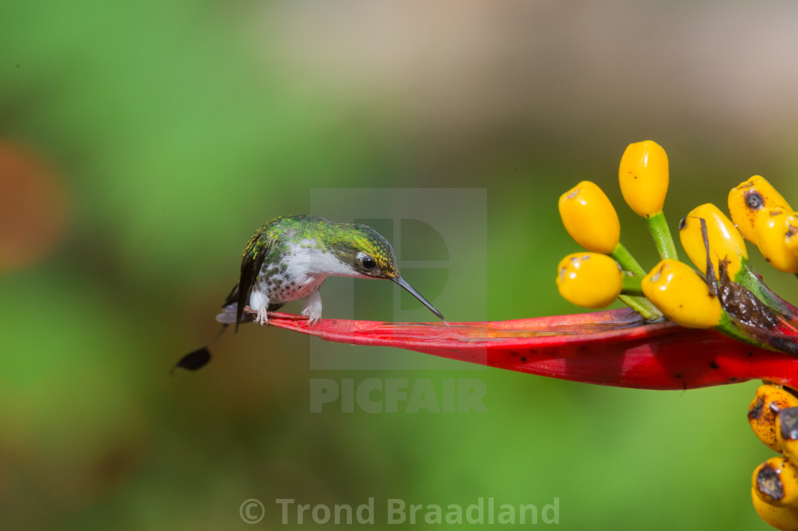 "White-booted racket-tail" stock image