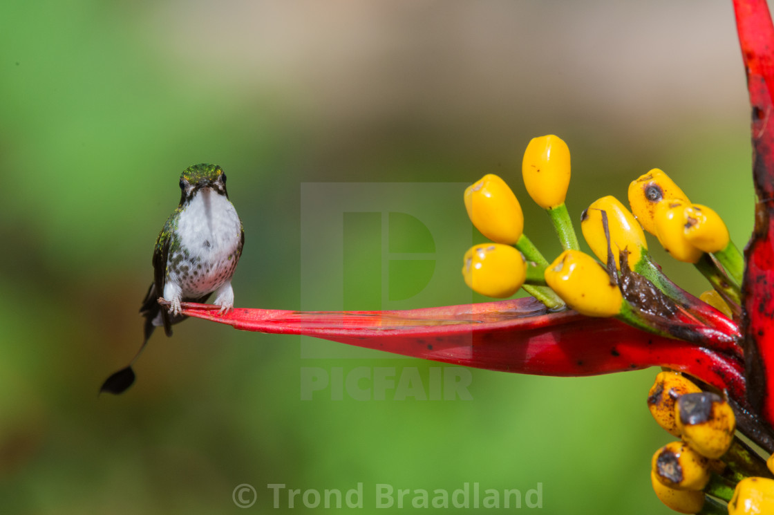 "White-booted racket-tail" stock image