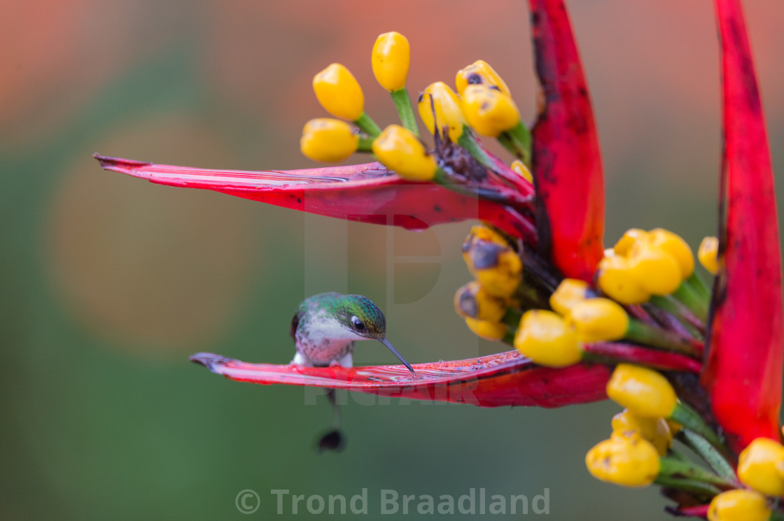 "White-booted racket-tail" stock image