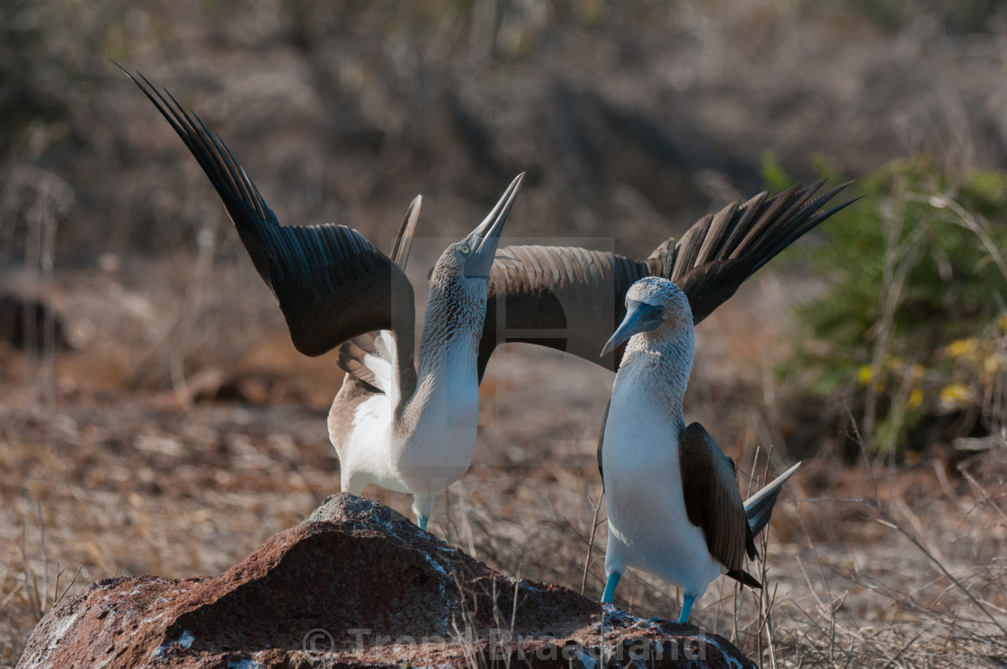 "Blue-footed bobies" stock image