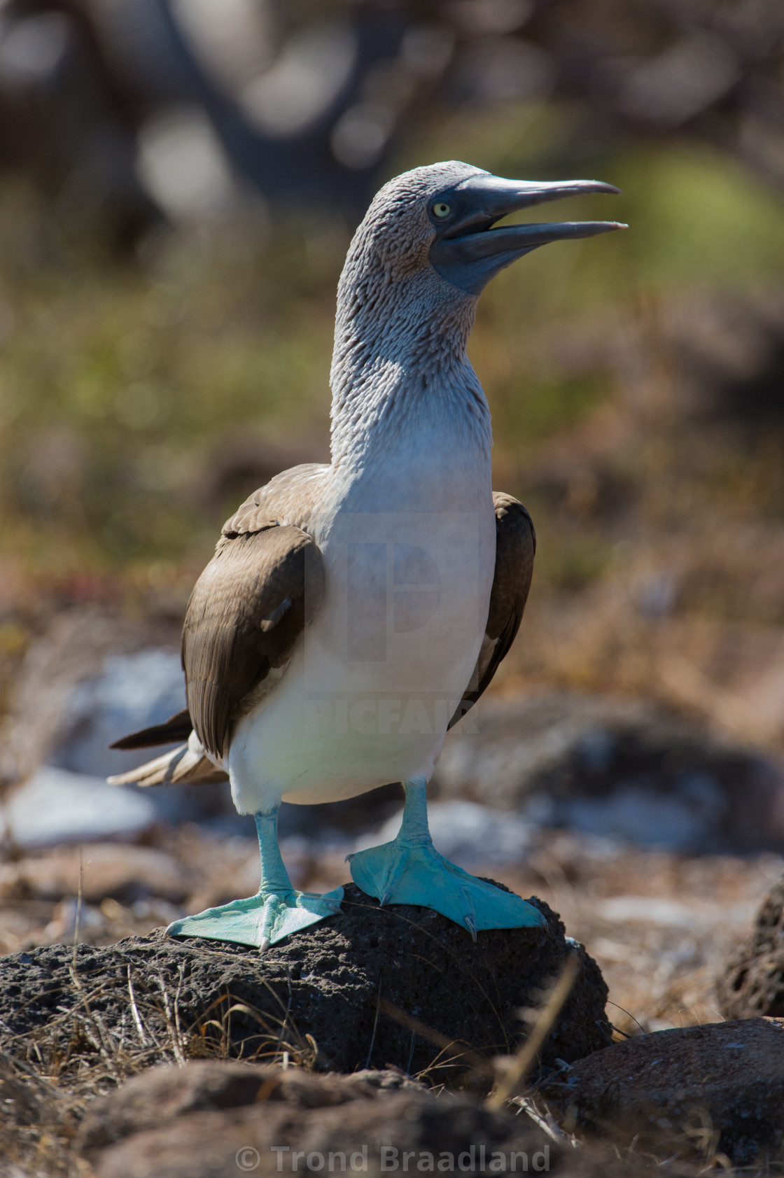 "Blue-footed booby" stock image