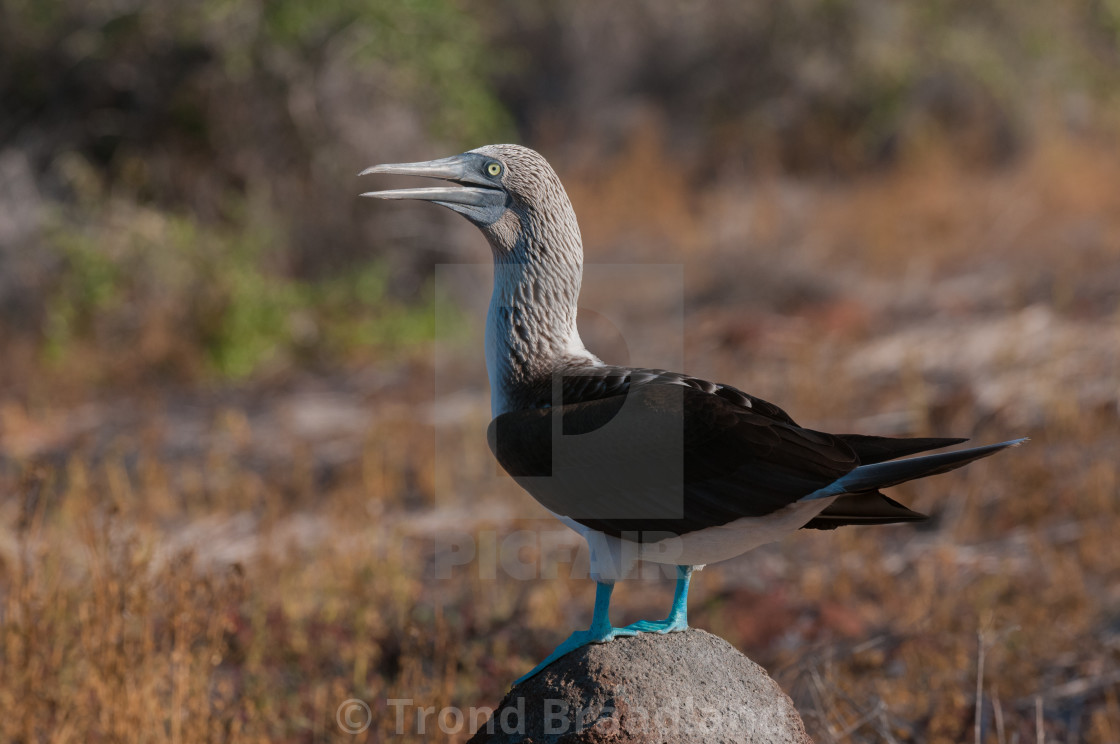 "Blue-footed booby" stock image