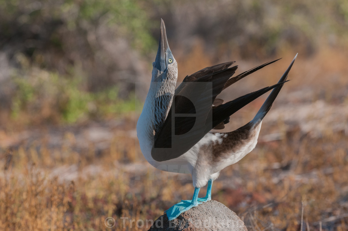 "Blue-footed booby" stock image