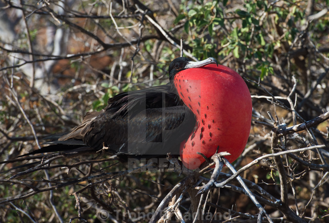 "Magnificent frigate bird" stock image