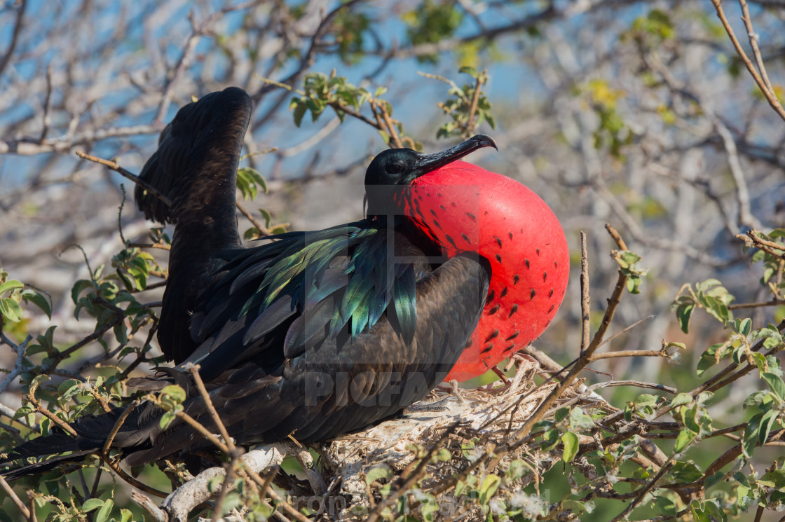 "Magnificent frigate bird" stock image