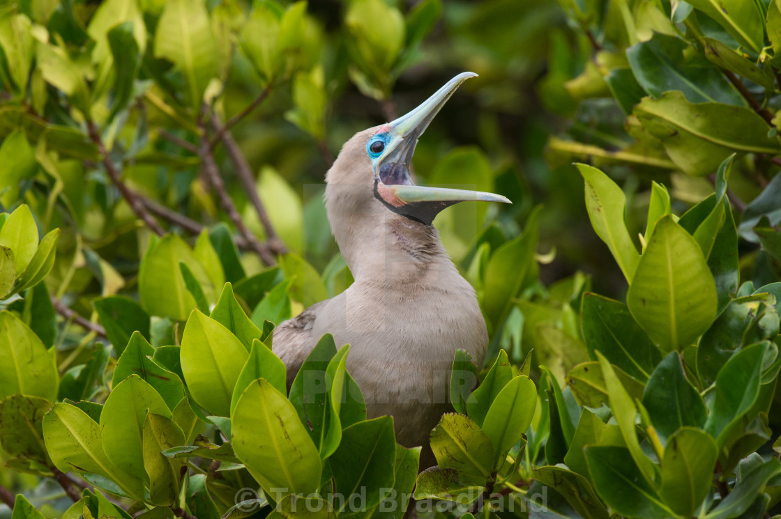 "Red-footed booby" stock image