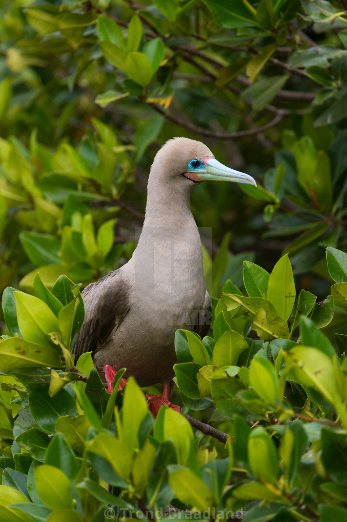 "Red-footed booby" stock image