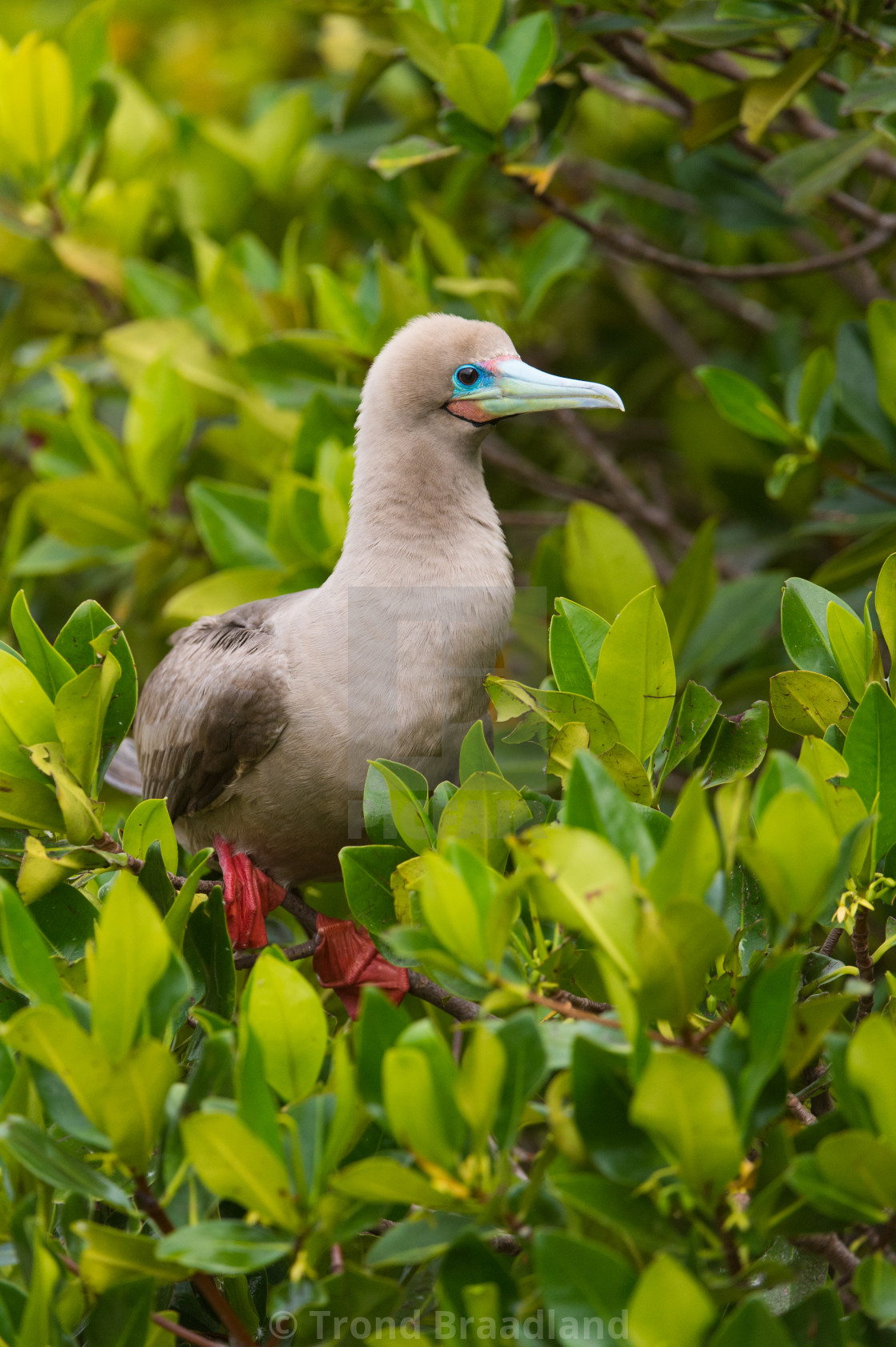 "Red-footed booby" stock image